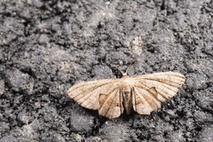 Phazaca alikangensis