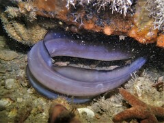 Conger wilsoni