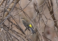 Setophaga coronata