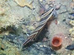 Chelmonops curiosus