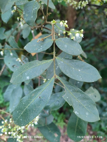 Guioa pleuropteris observed 2023-01-19