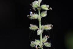 Salvia occidentalis