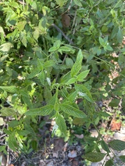 Heliotropium angiospermum