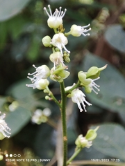 Guioa pleuropteris
