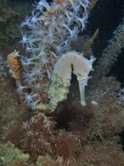 Hippocampus subelongatus