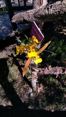 Trichocentrum bicallosum