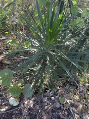 Yucca aloifolia