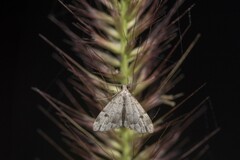 Sufetula