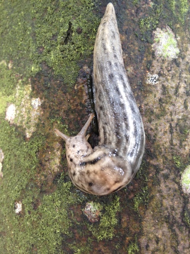 Tree slug