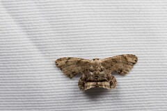 Dysaethria fulvihamata