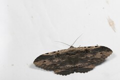 Anisoneura aluco
