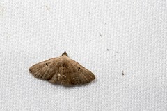 Nechesia albodentata