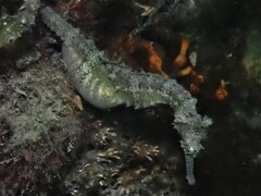 Hippocampus subelongatus