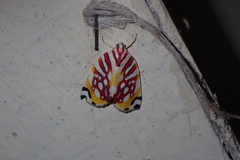 Sinna calospila