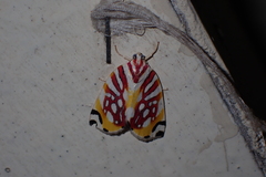 Sinna calospila