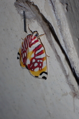 Sinna calospila