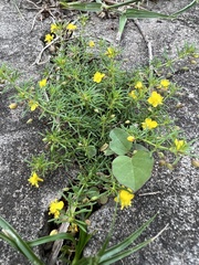 Angiospermae