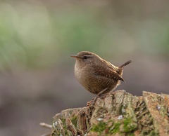 Troglodytes troglodytes