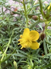 Angiospermae