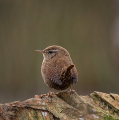 Troglodytes troglodytes