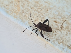 Camptischium