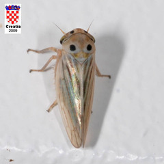 Austroagallia sinuata