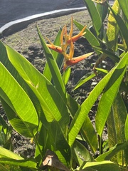 Heliconia psittacorum