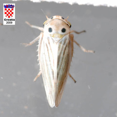 Austroagallia sinuata