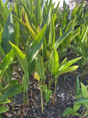 Heliconia psittacorum