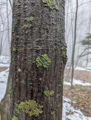 Acer pensylvanicum
