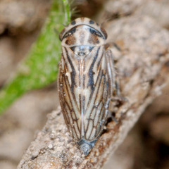 Anaceratagallia