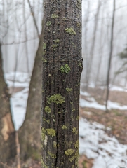 Acer pensylvanicum