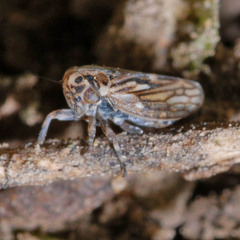 Anaceratagallia