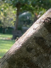 Dolichoderus bispinosus
