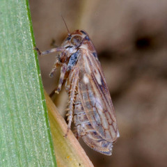 Anaceratagallia