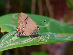 Lamprospilus orcidia