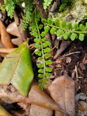 Asplenium dentatum
