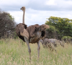 Struthio camelus australis