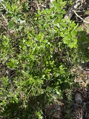 Baccharis glomeruliflora