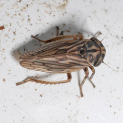 Anaceratagallia