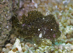 Antennarius randalli