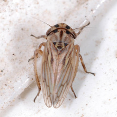 Anaceratagallia