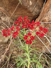 Crassula alba