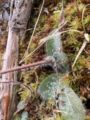 Pilosella aurantiaca