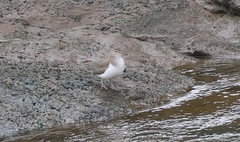 Actitis macularius