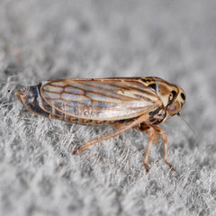 Anaceratagallia