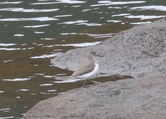 Actitis macularius
