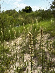 Pterocaulon virgatum