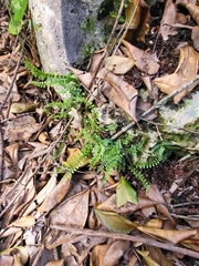 Asplenium dentatum