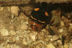 Hydaticus pacificus